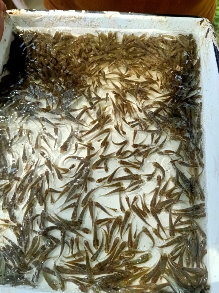 *जिले में मत्स्य बीज उत्पादन कार्य प्रारंभ*