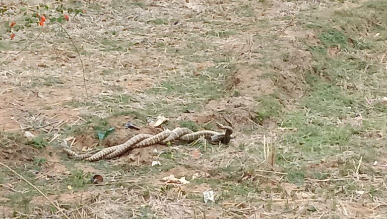 लैलूँगा में आशियान गैस एजेंसी के सामने खेत में निकला नाग – नागिन का जोड़ा, देखने उमड़ा जनसैलाब