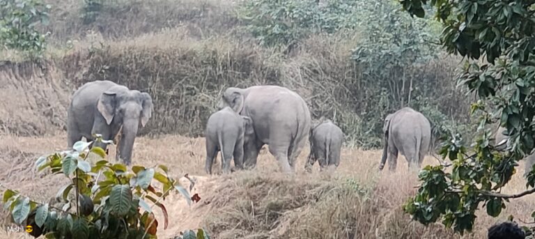 लैलूंगा रेंज में 25 जंगली हाथियों का दल सक्रिय, ग्रामीणों को सतर्क रहने की अपील